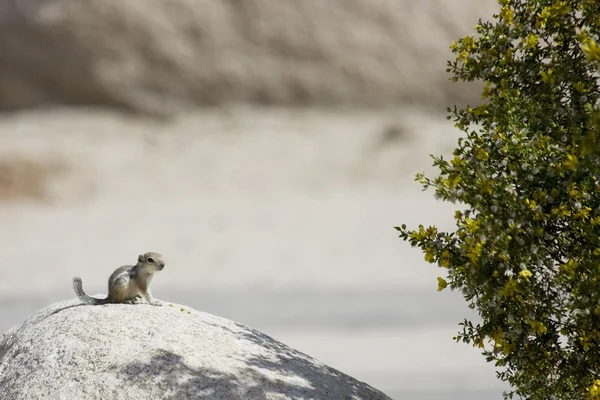 Antylopa wiewiórka w Drzewo Jozuego — Zdjęcie stockowe