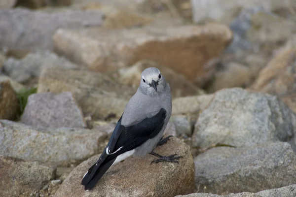 stock image Clark's Nutcracker in the Colorado Rockies