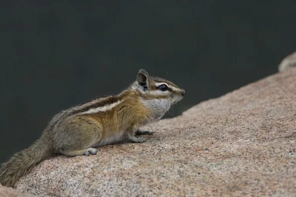Colorado wiewiórka wygląda na żywność w Gór Skalistych — Zdjęcie stockowe