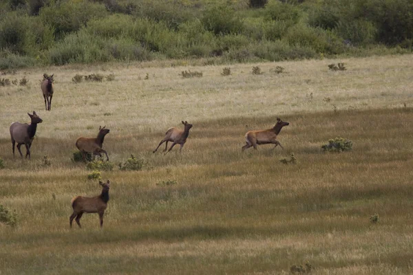 Herd of Elk bebida correr a través de un prado en las Rocosas — Foto de Stock