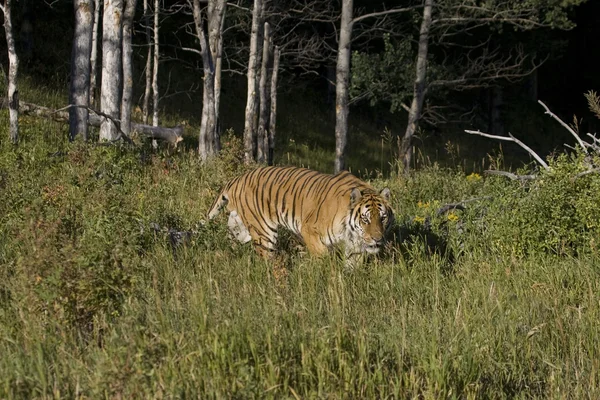 Sibirischer Tiger nähert sich Holzstapel — Stockfoto