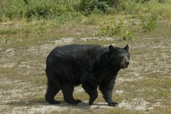 Ours noir émerge à travers le champ — Photo
