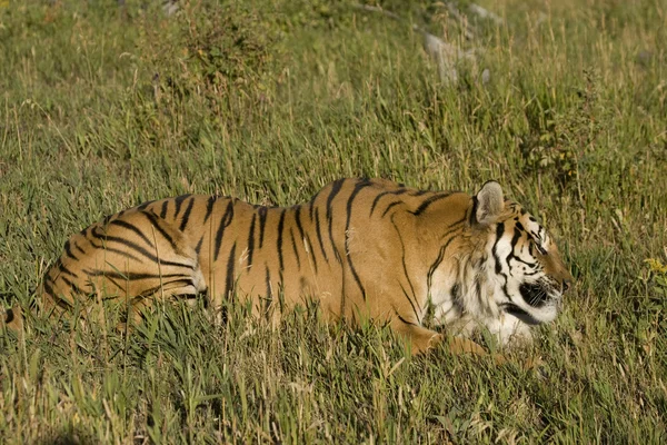 Tigre de Sibérie se couche au bord de la forêt — Photo