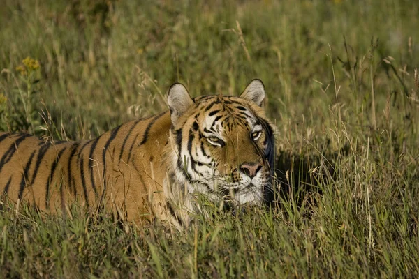 Siberische tijger stelt de rand van het bos — Stockfoto