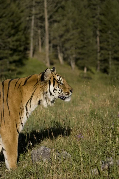 Sibirischer Tiger taucht aus dem Wald auf — Stockfoto