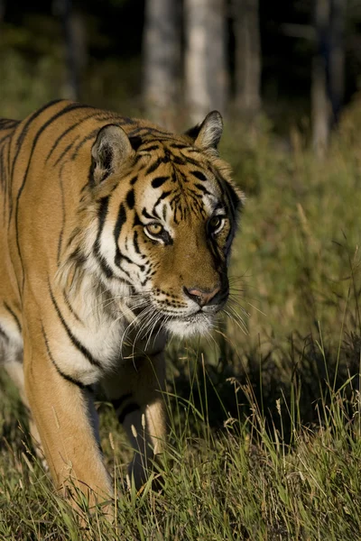 Siberian Tiger emerges from the woodlands — Stock Photo, Image