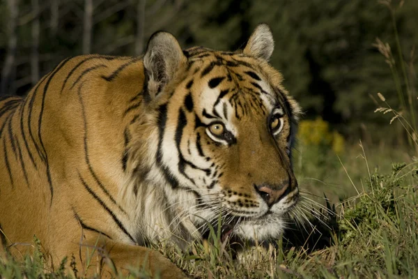 Siberian Tiger lays down by the forest edge — Stock Photo, Image