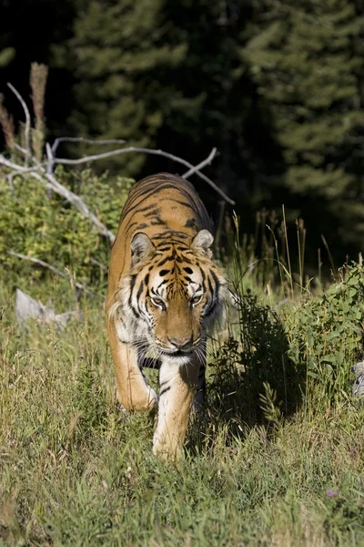 Siberian Tiger walking — Stock Photo, Image