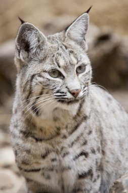 Bobcat in Arizona clipart