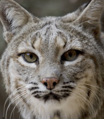 Bobcat Arizona