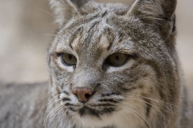 Bobcat Arizona