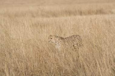 dişi çita yürüyüş masai mara