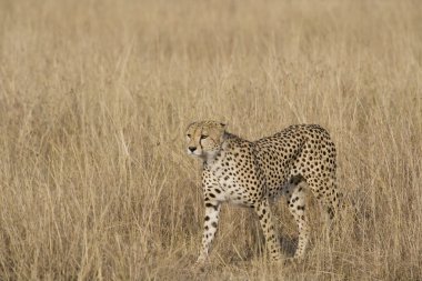 masai mara yürüyüş çita