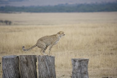 Cheetah on logs in the Masai Mara clipart