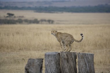 Cheetah defecates on logs in the Mara clipart