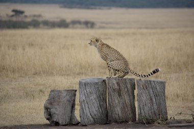 Cheetah günlüklerde mara üzerinde