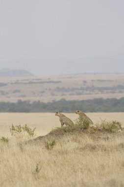 cheetah masai mara üzerinde seyir
