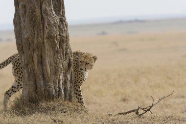 cheetah masai mara içinde yürüyüş