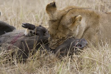 Lioness killing a warthog in the Masai Mara clipart