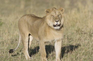 masai mara içinde erkek aslan