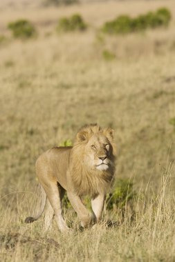 masai mara içinde erkek aslan