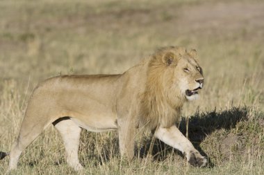 masai mara içinde erkek aslan