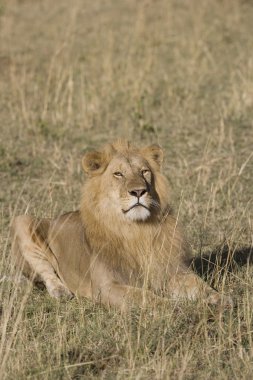 masai mara içinde erkek aslan