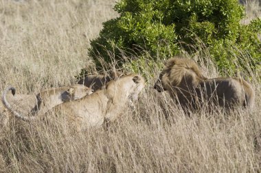 lionesses gururu korumak için istilacı bir erkek saldırı