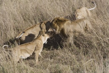 lionesses gururu korumak için istilacı bir erkek saldırı