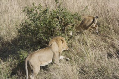 lionesses gururu korumak için istilacı bir erkek saldırı