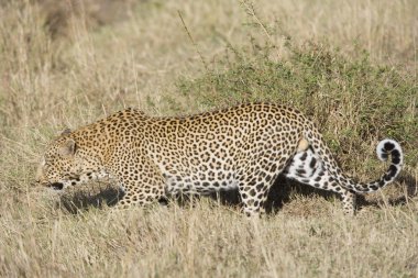 masai mara erkek leopard