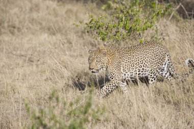 masai mara erkek leopard