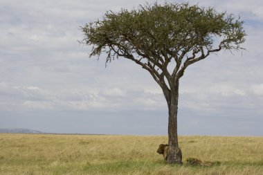 erkek aslan ve aslan masai mara da doğurma sonra