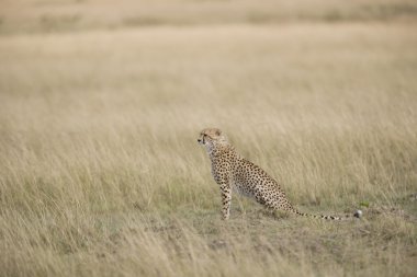 dişi çita masai mara üzerinde seyir