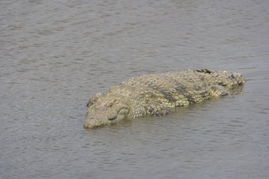Crocodile basks in the Mara River Kenya clipart