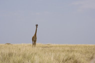 erkek zürafa masai mara üzerinde yürüyor