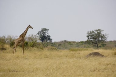 erkek zürafa masai mara üzerinde yürüyor