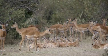 Impala, masai mara