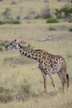 masai mara, zürafa