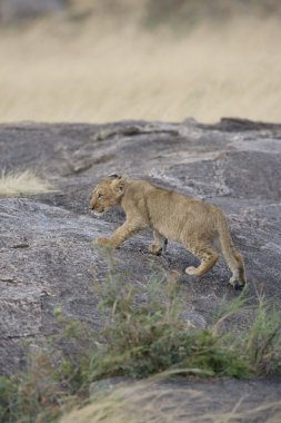 Aslan yavrusu, masai mara - kenya