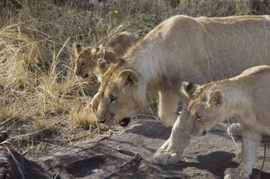 Aslan masai mara - kenya gurur duyuyoruz.