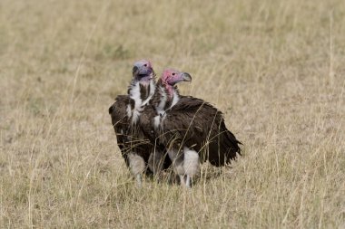 lapett akbaba masai mara içinde karşı karşıya.