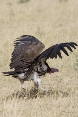 Lapett Faced Vulture approaches a carcass clipart