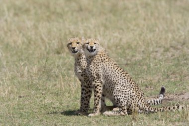 masai mara Cheetah kardeşler