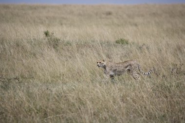 dişi çita yürüyüş masai mara