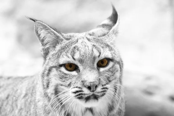 Bobcat em Arizona — Fotografia de Stock