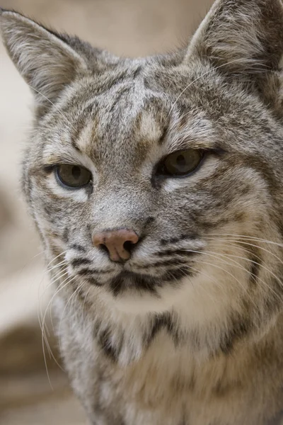 stock image Bobcat in Arizona