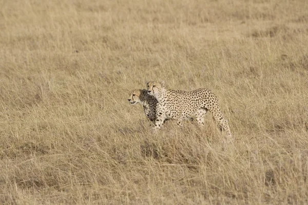 I fratelli Cheetah nella Masai Mara — Foto Stock