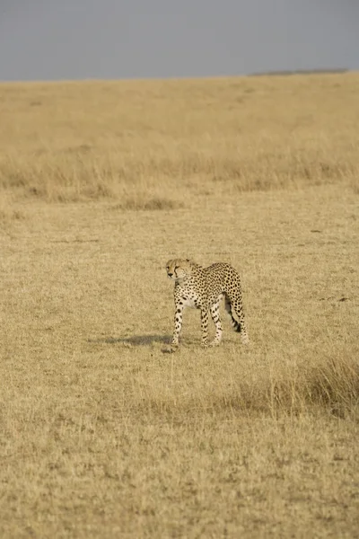 Samice geparda, kráčející po masai mara — Stock fotografie