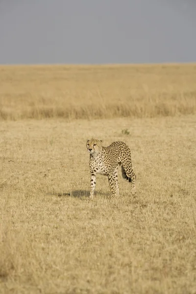 Gepard kráčející po masai mara — Stock fotografie